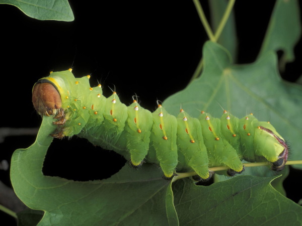 کرم های پیله ساز مخرب برای درختان